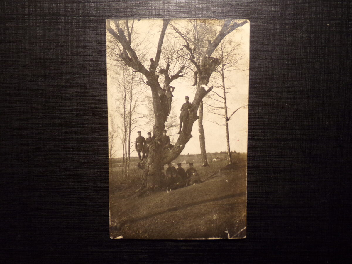 №221. Латвийская армия. Группа солдат на дереве. 1920-тые года.