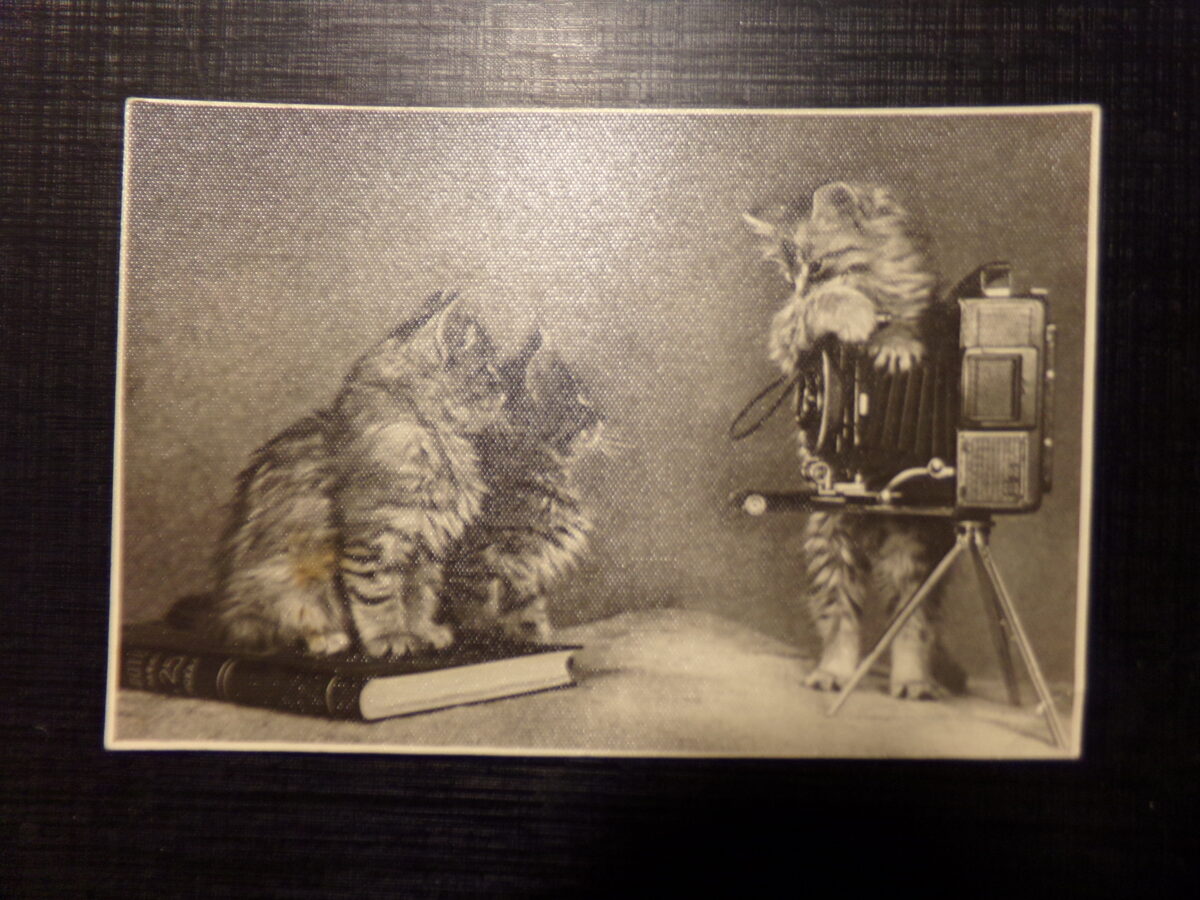 №107. Фотооткрытка- кошки и фотоаппарат. СССР. 1957 год.