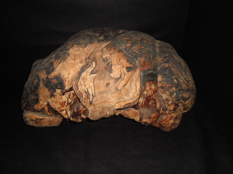 Большой березовый нарост.