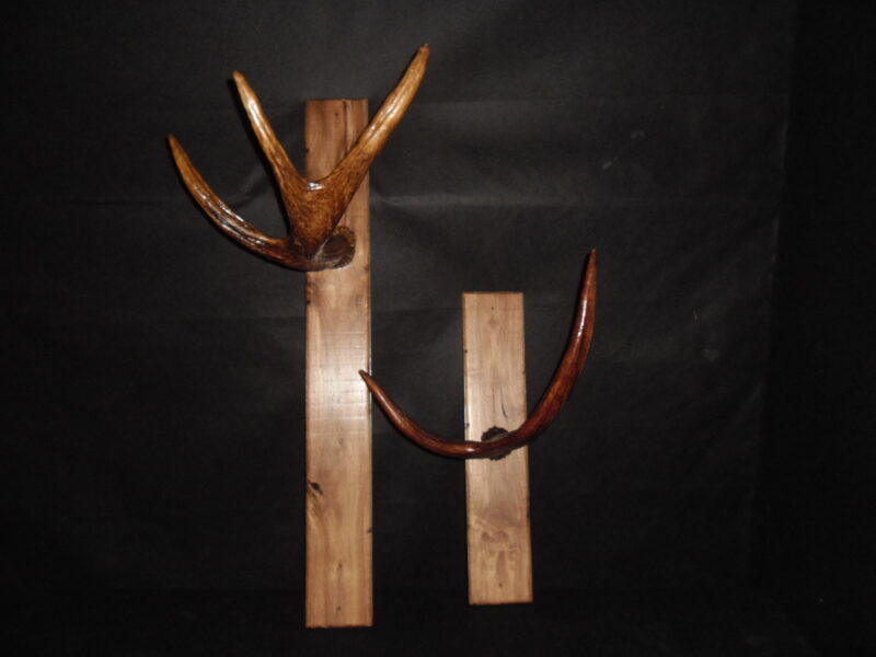 Рога на дубовой доске. 