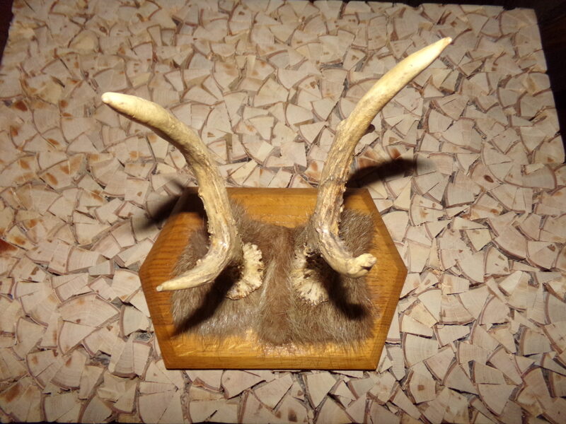 Рога с мехом на дубовой доске. Латвия.