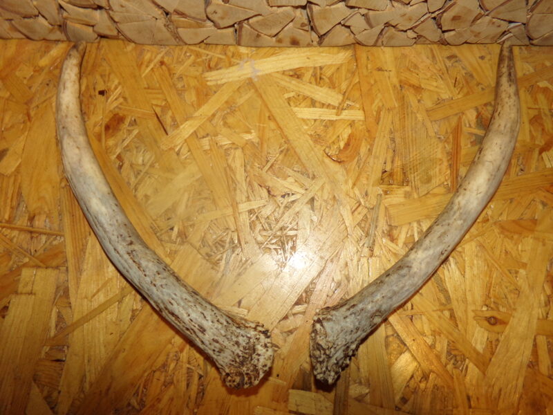 Козьи рога.