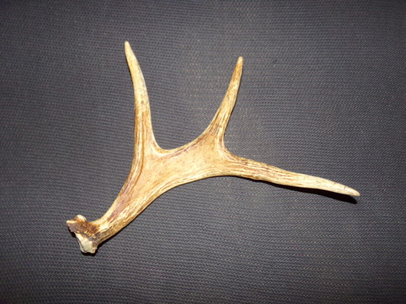 Рог. Лось. Латвия.