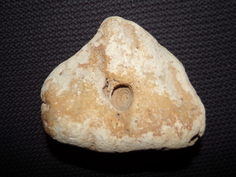 Камень с конусным углублением. Окаменелый след моллюска.