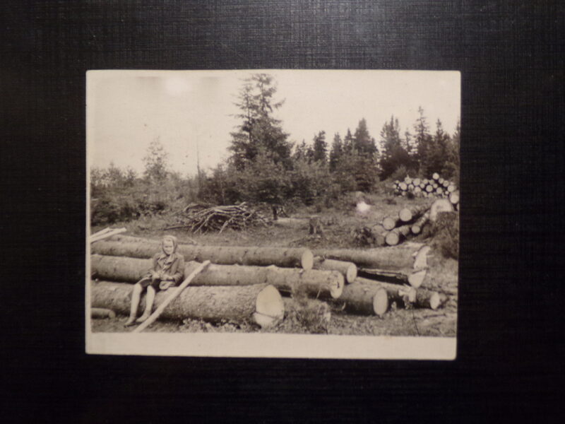 №313. Советская Латвия. Истринская волость. Деревня Пугачи. Спиленный лес. 1950-тые года. Архив Дубровского.