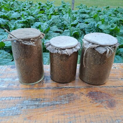 Žāvēta tabaka senlaicīgās stikla burkās.