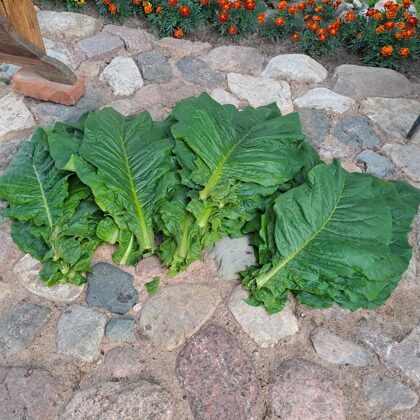 Tikko nolauztas tabakas lapas.