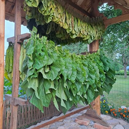 1. augusts. Tabakas žāvēšana.