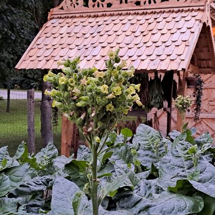 2023.gada 2. septembris. Tabaka zied.