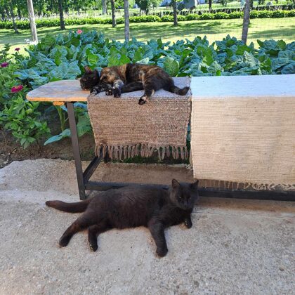 Ciemos regulāri nāk kaimiņu runcis Marķīzs.