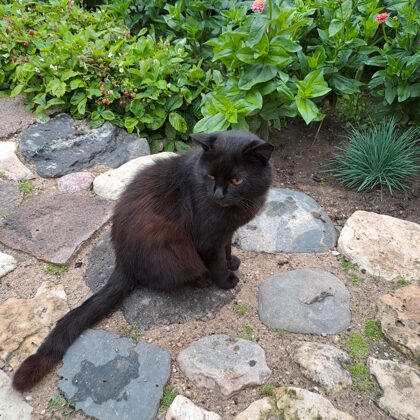 Mūsu runcis Timati (Begemots), ļoti aizņemts ar savām darīšanām, tāpēc mājās ir reti.