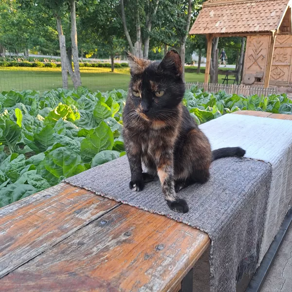 Lora - mūsu muzeja sargs.